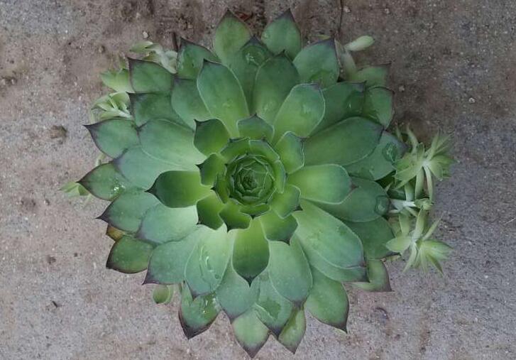 蘆薈的功效與作用