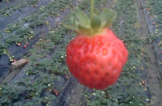 草莓的營養價值及功效與作用