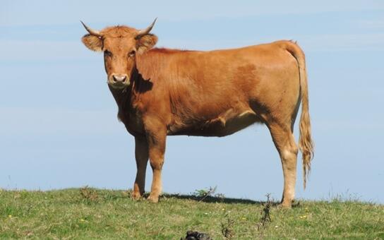 印度聚眾喝牛尿