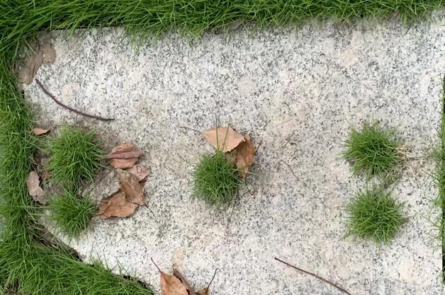 印度聚眾喝牛尿