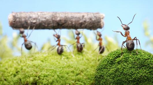 德國也加入五國聯軍形成