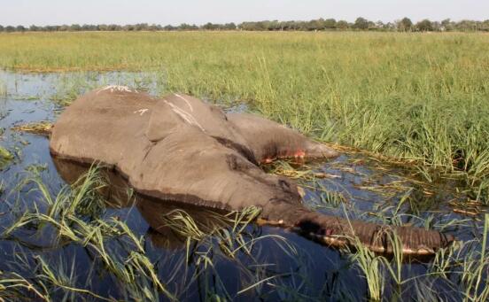 藍藻細菌導致數百頭大象死亡