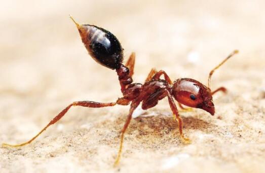 紅火蟻位列最危險入侵物種