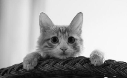 外賣騎手當街虐貓被平臺永久封號