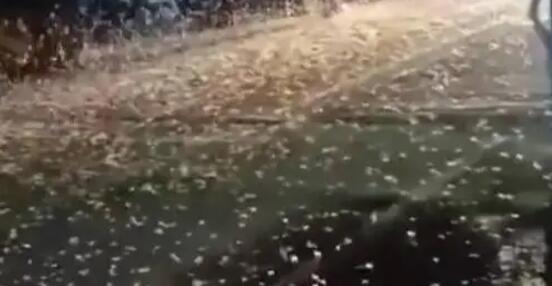 湖南益陽大橋現飛蟲鋪天蓋地