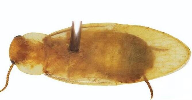 廣東海關(guān)截獲全球首次報道新物種