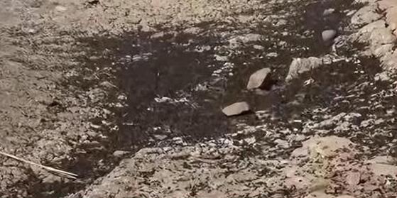 地震后松毛蟲大規模入侵土耳其