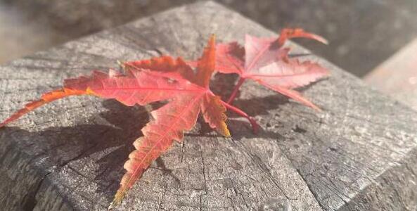 香椿芽如何長(zhǎng)期保鮮存放