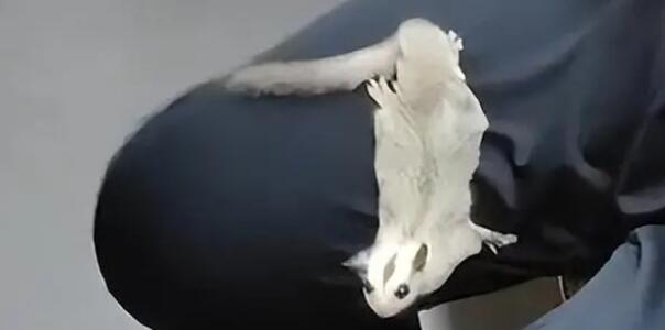 地鐵出現寵物鼠撓傷乘客