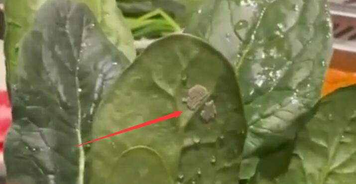 黃木香花為什么不能種