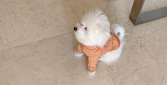 小狗返鄉途中暈車還被貓打了一巴掌