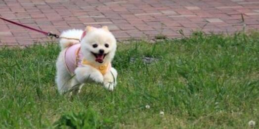 韓國國會通過禁食狗肉法案