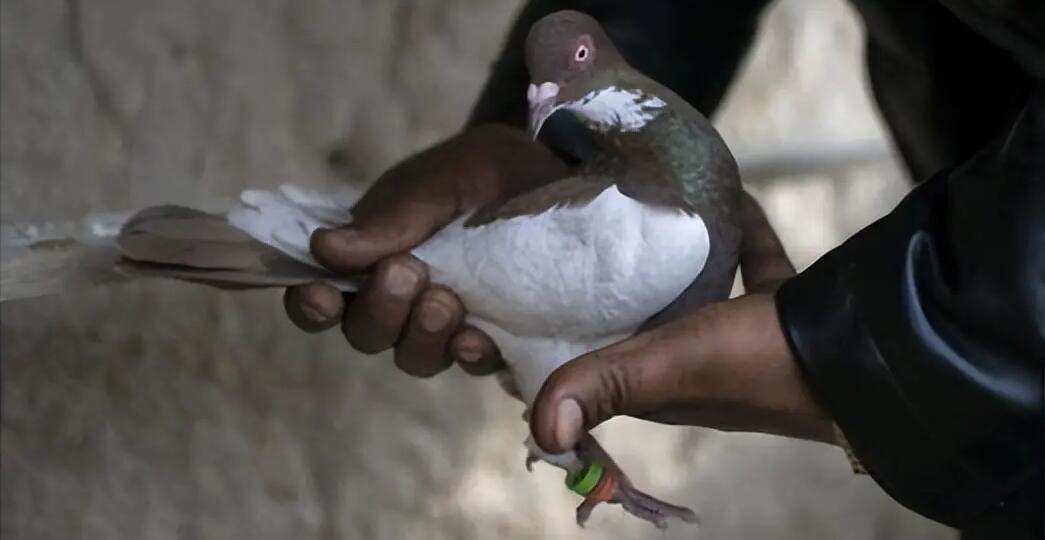 一只鴿子在印度被當成中國間諜