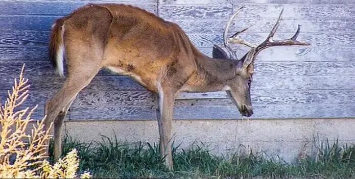 美國72歲老人感染僵尸鹿病毒死亡