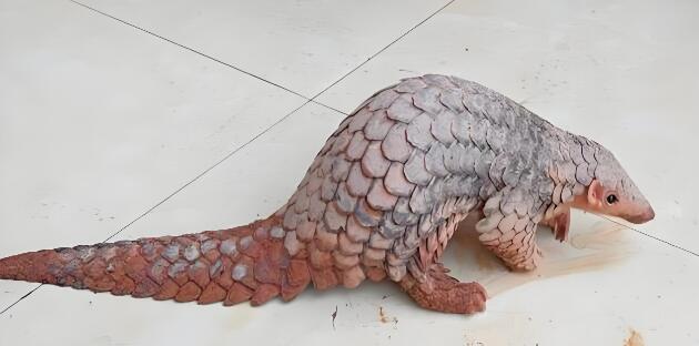 穿山甲到底說了什么梗