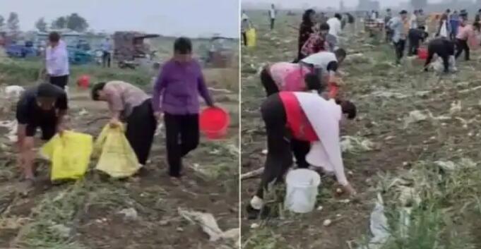 安徽500畝土豆遭村民哄搶