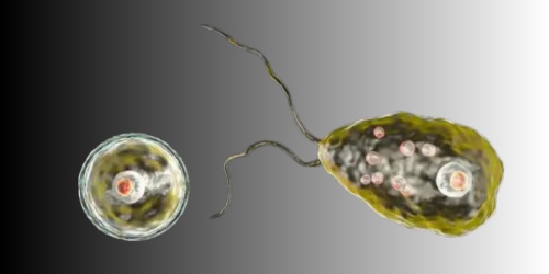 食腦蟲感染的初期癥狀