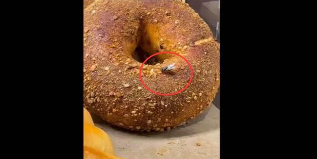 石頭先生面包柜臺出現(xiàn)蒼蠅